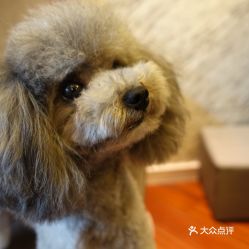 電話,地址,價格,營業時間 南京寵物