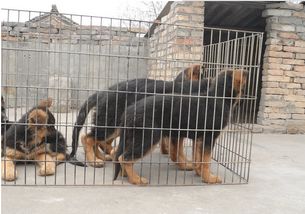 優良品種德國牧羊犬，成都寵物誠信交易指南